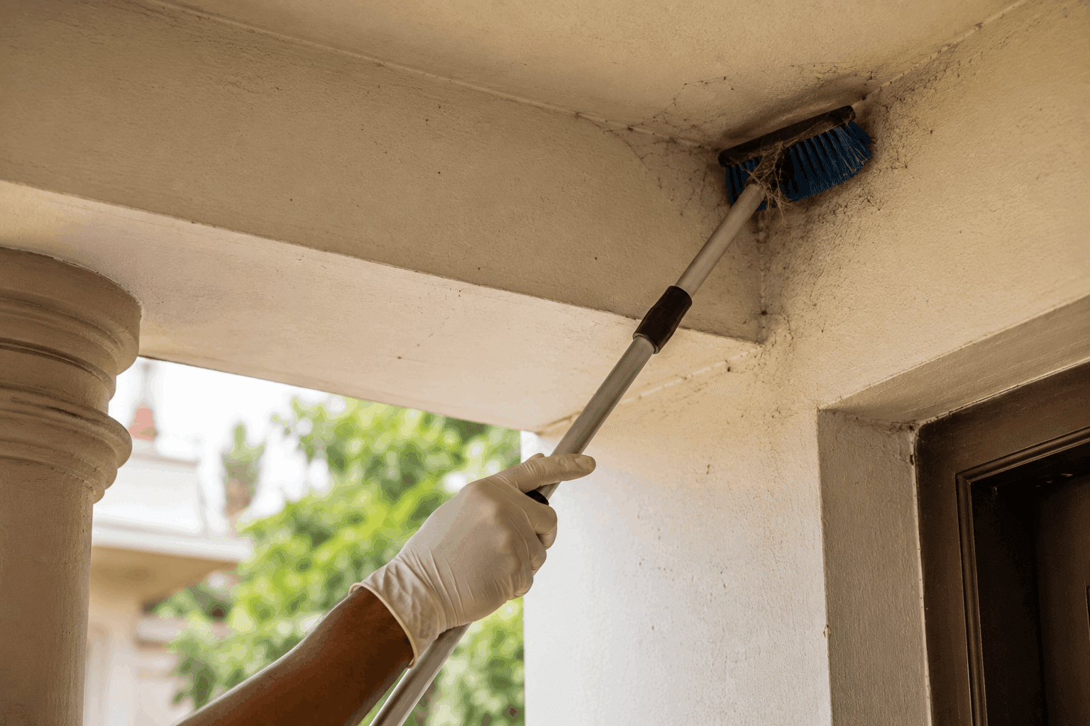 Spider pest control treatment by SSD Pest Control